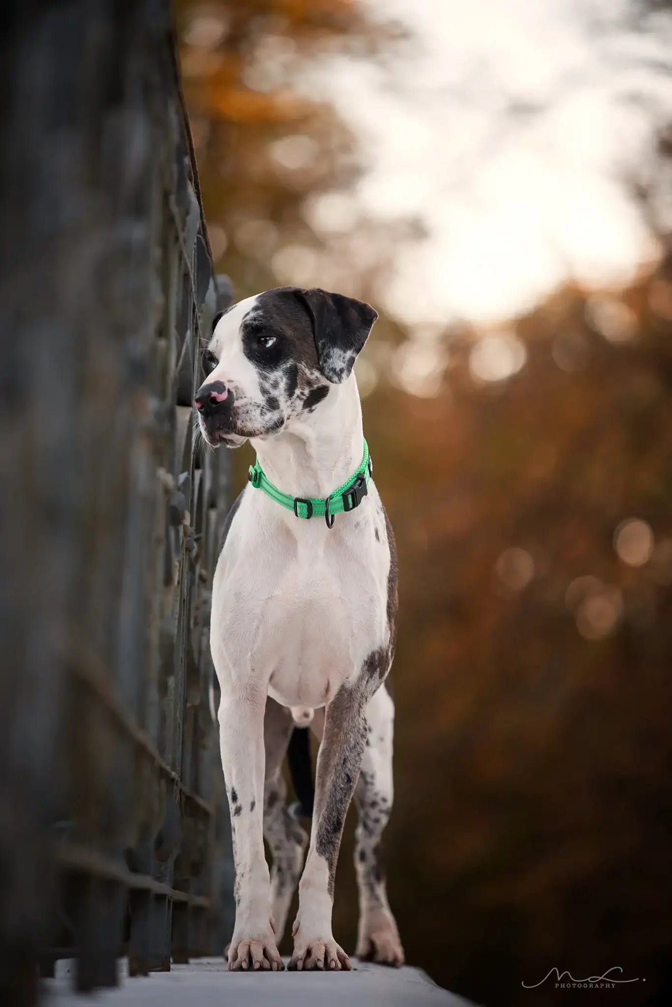 Pet Dog Collar Nylon Adjustable Webbing Padded Soft Reflective Durable Heavy Duty Training Custom Luxury Cat TLC5011